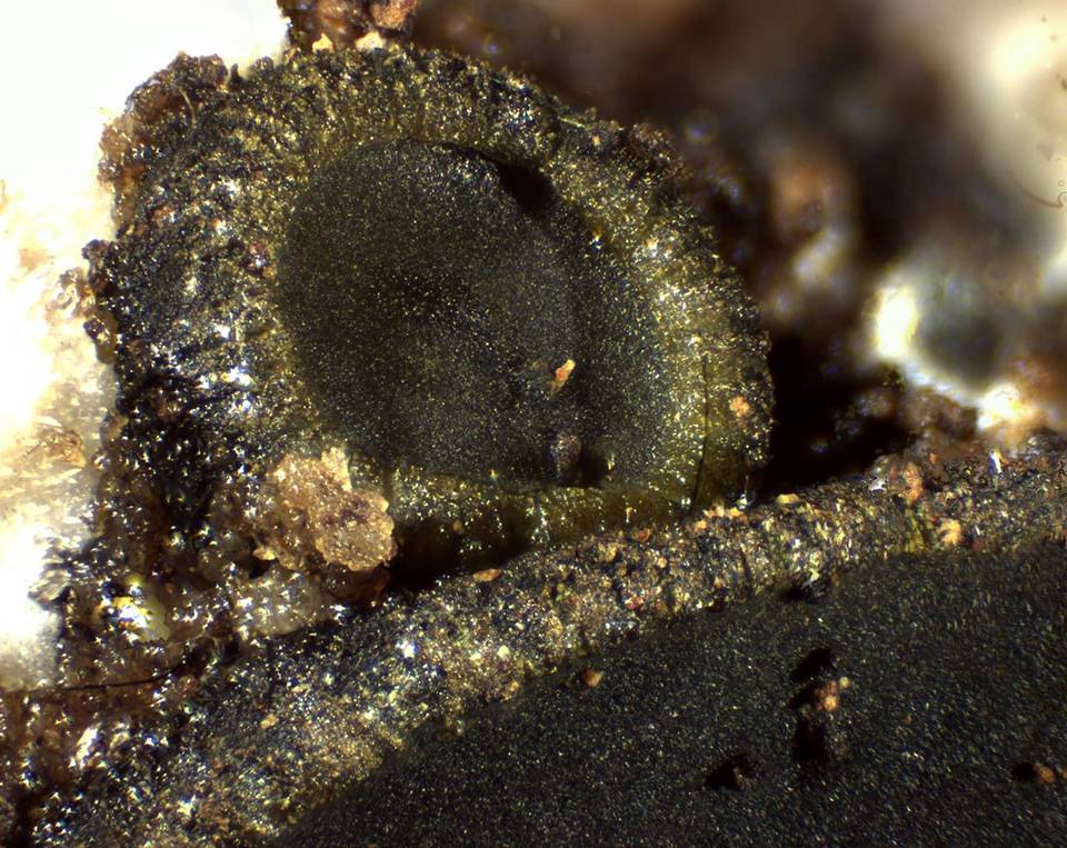 Catinella olivacea image