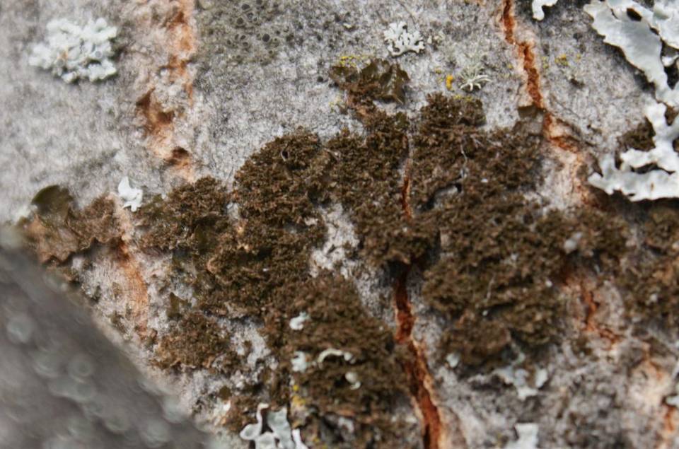 Melanelia fuliginosa image