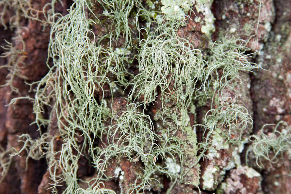 Usnea pensylvanica image