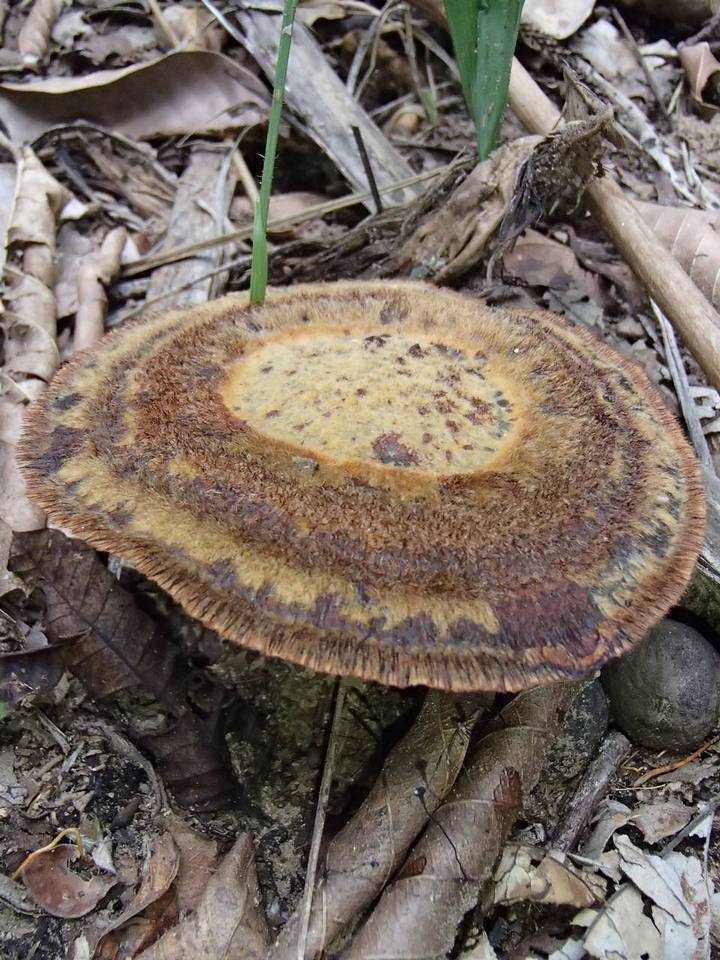 Coltricia duportii image