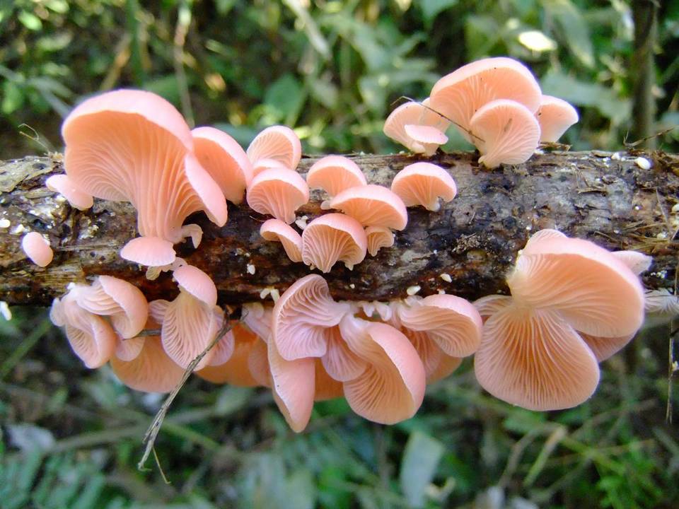 Pleurotus djamor var. roseus image