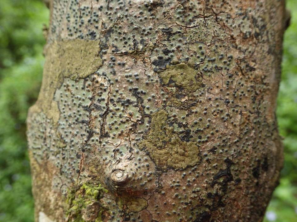 Pyrenula macrospora image