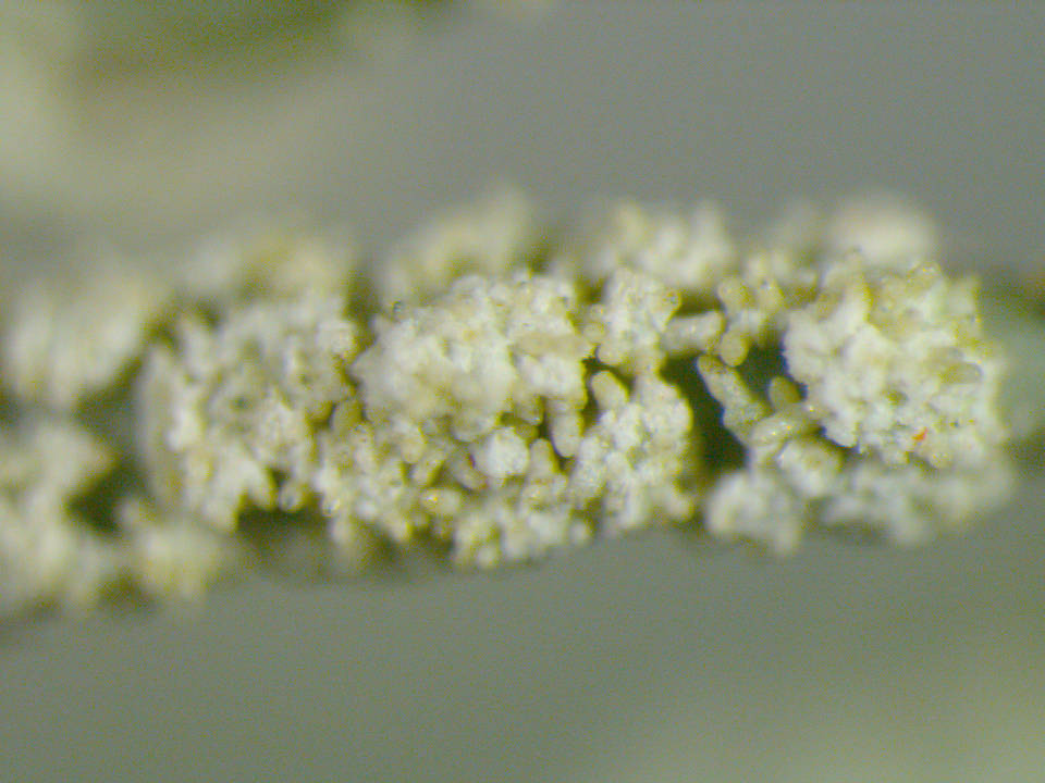 Usnea subscabrosa image