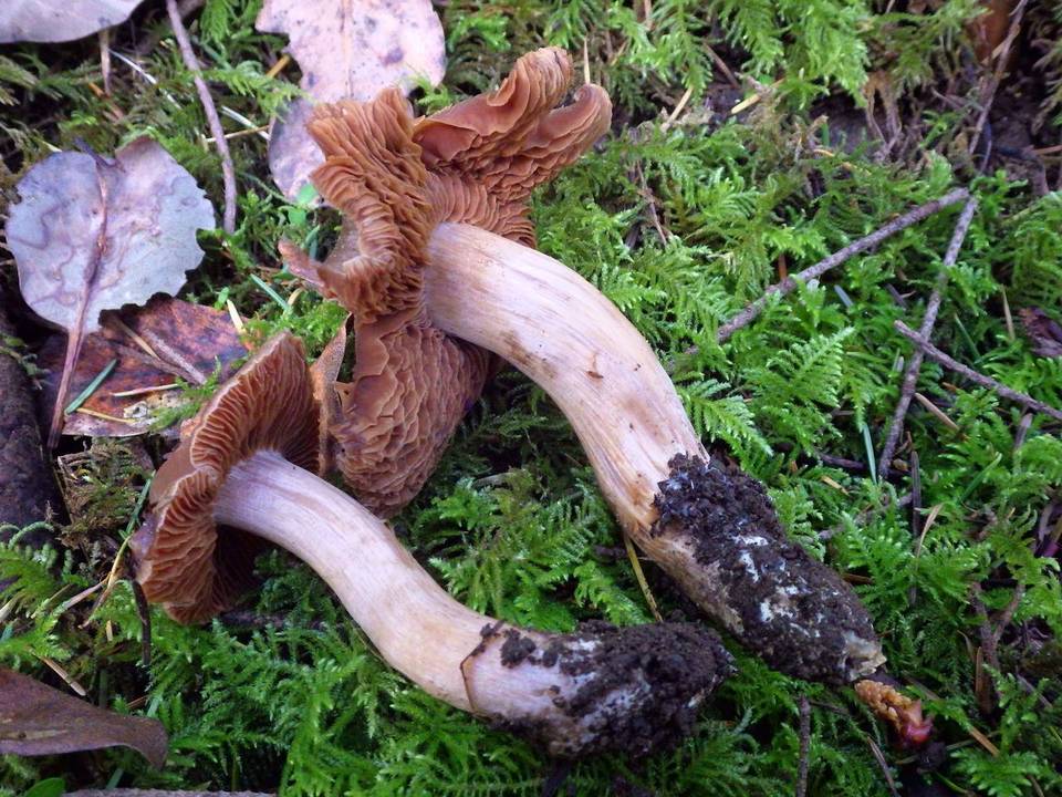 Cortinarius ahsii image