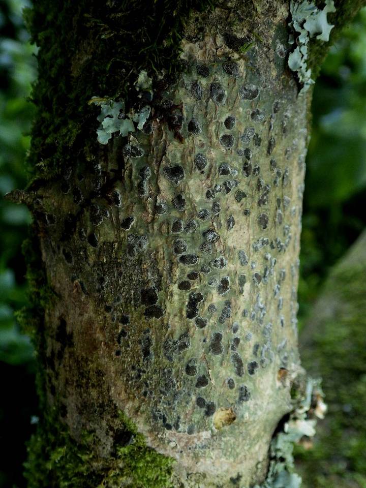 Glyphis cicatricosa image