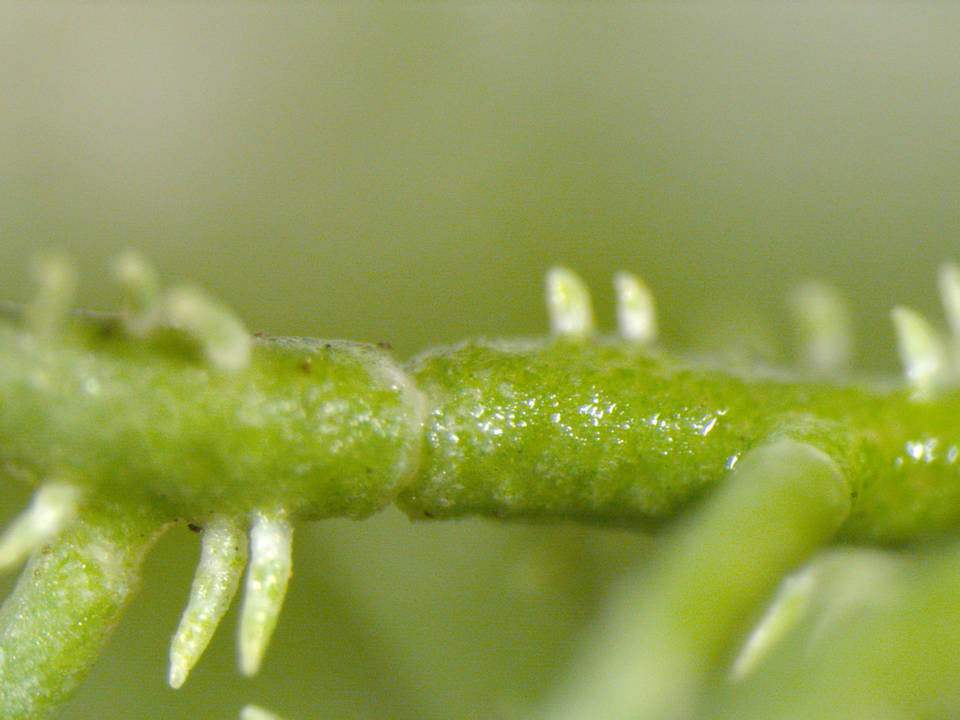 Usnea endochrysea image