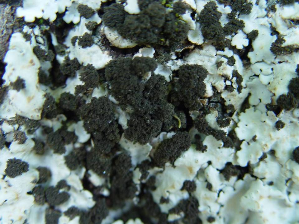 Lobaria amplissima image