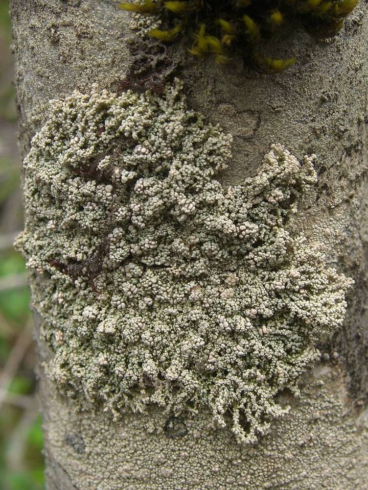 Lepolichen image