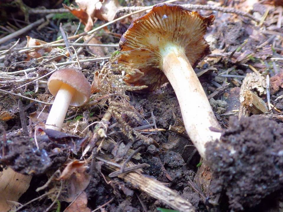 Inocybe glabrescens image