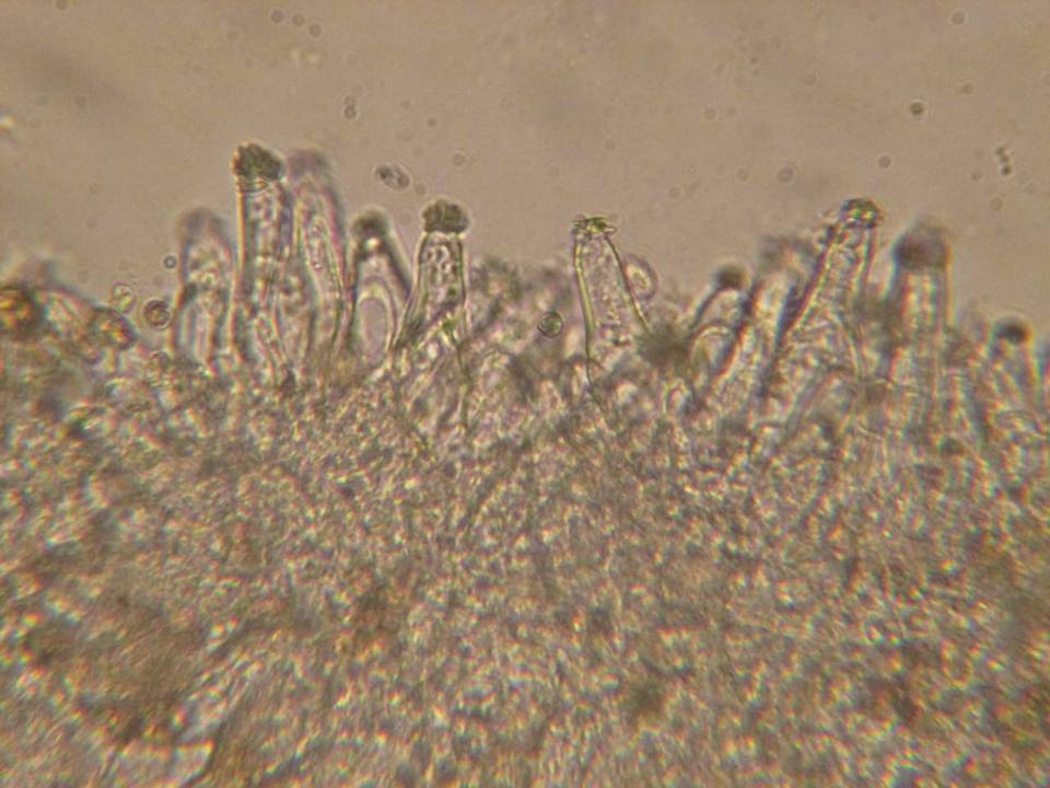 Inocybe glabrescens image