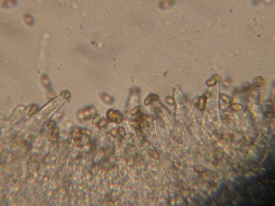 Inocybe glabrescens image