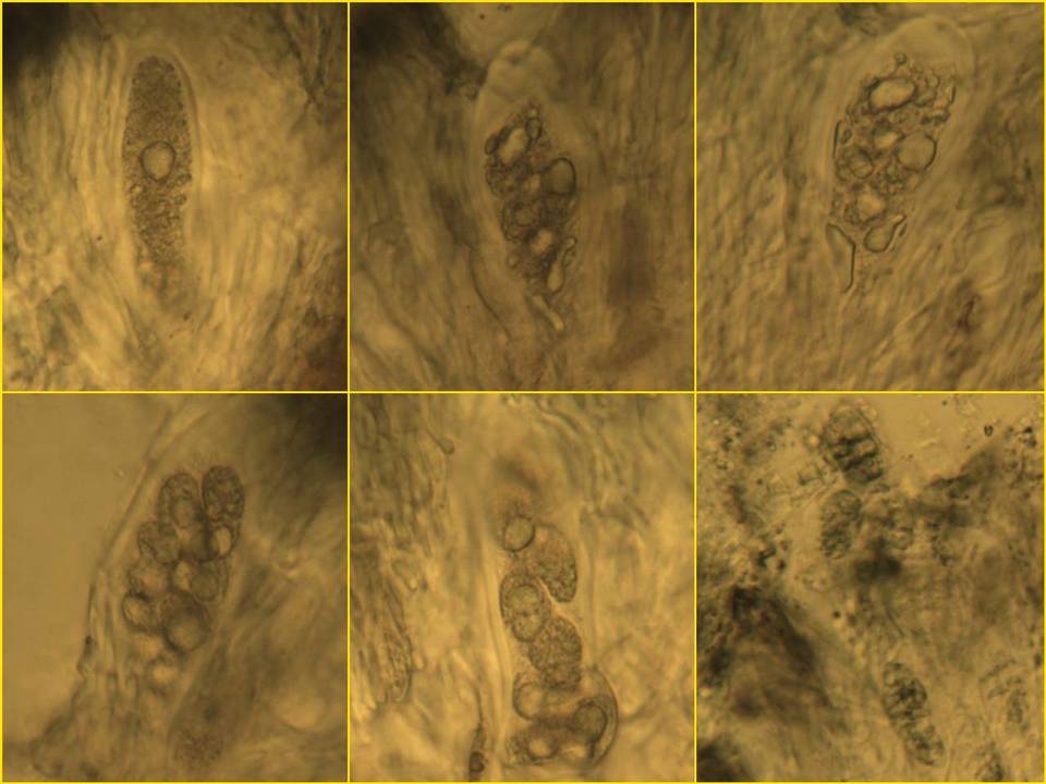 Schadonia image