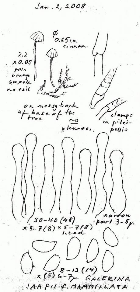 Galerina jaapii image