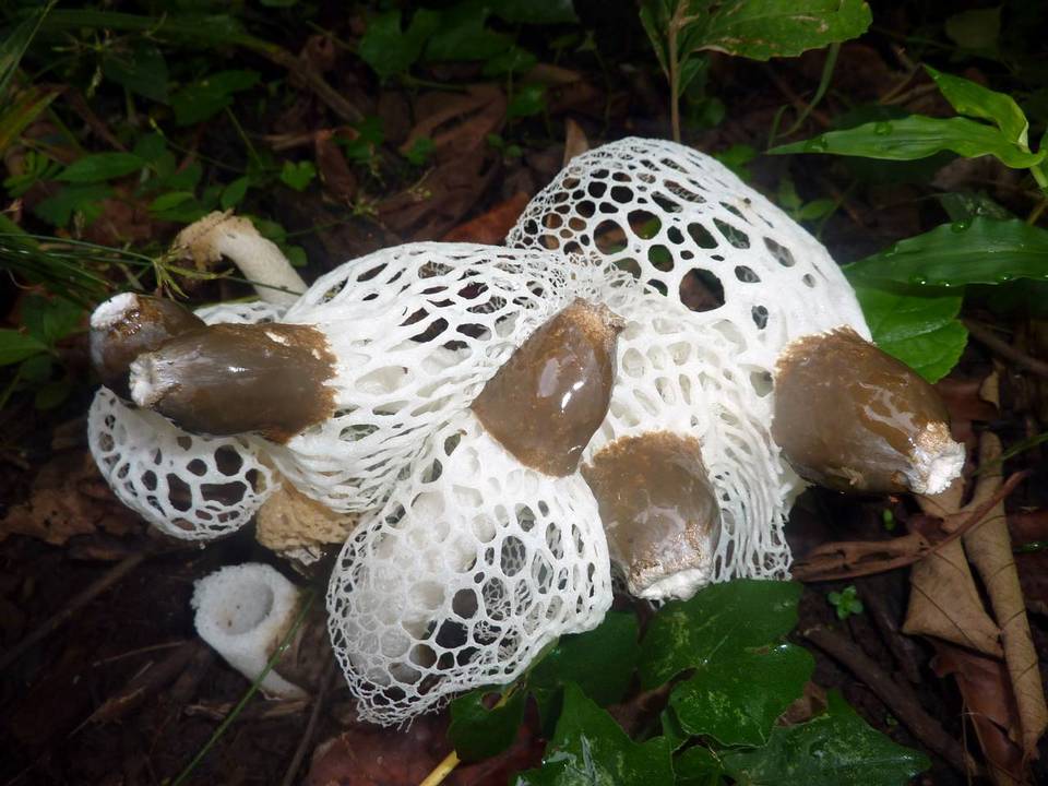 Phallus merulinus image