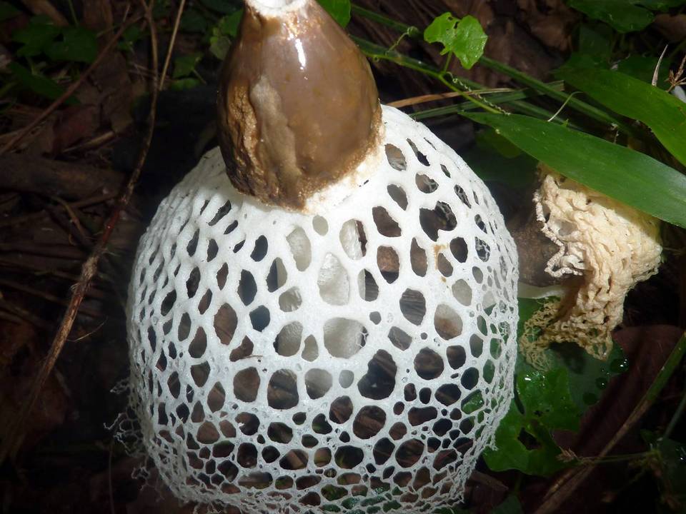 Phallus merulinus image
