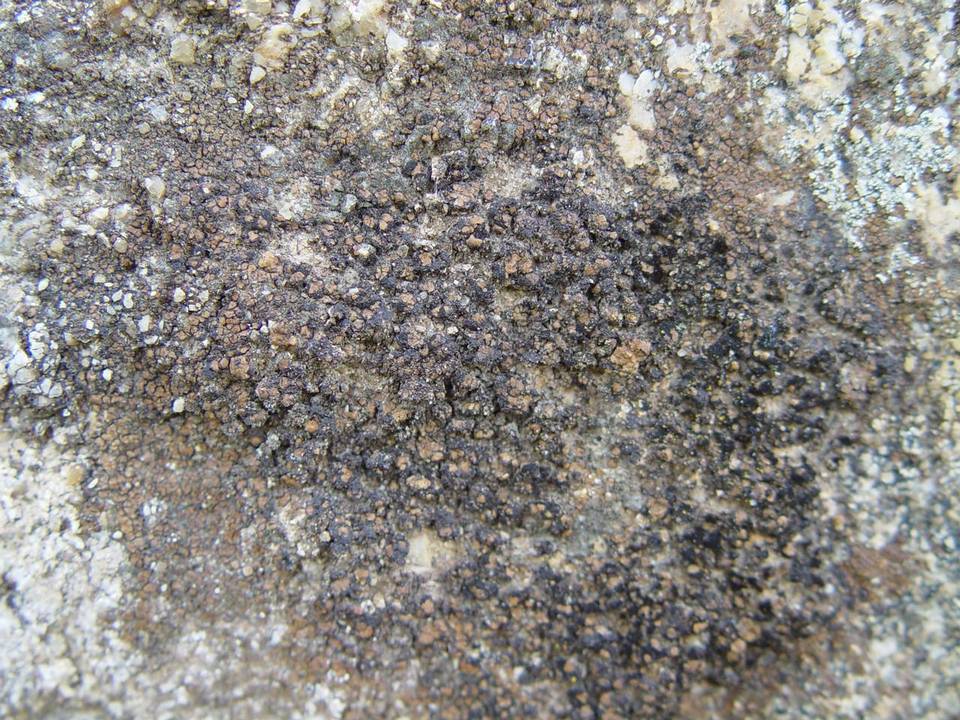 Verrucaria fusconigrescens image