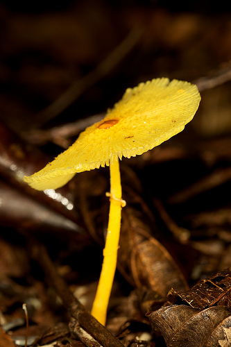 Leucocoprinus brunneoluteus image