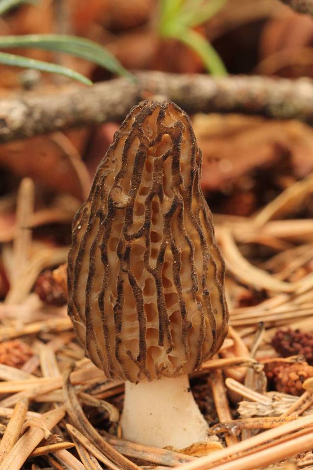 Morchella sextelata image