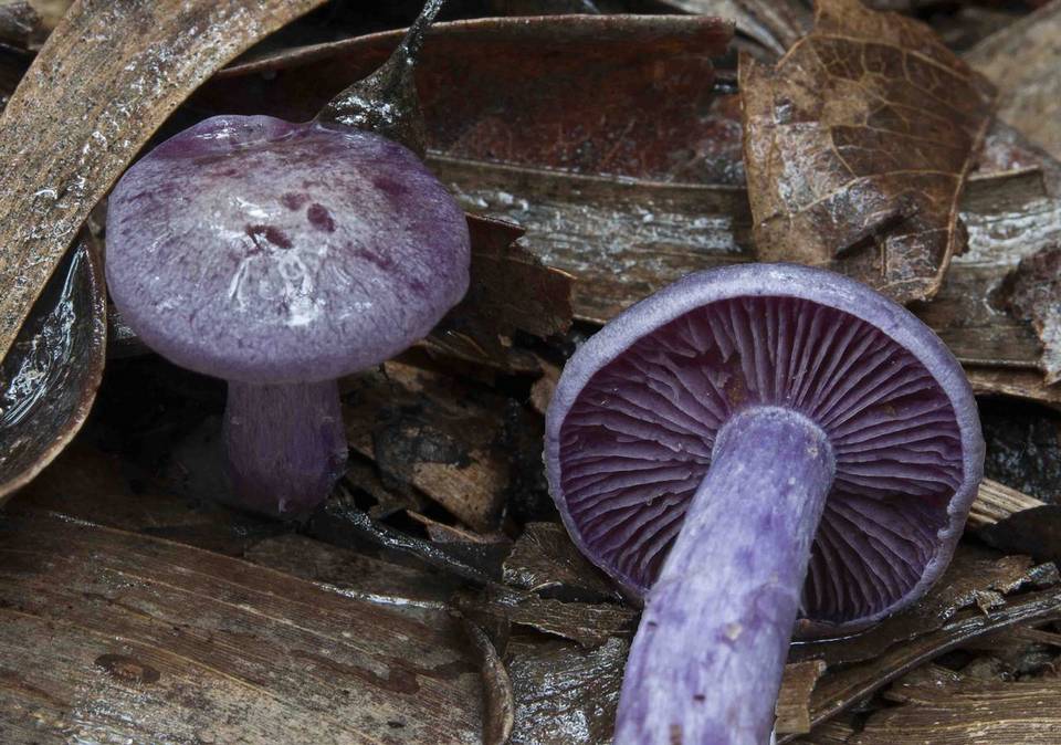 Cortinarius austroviolaceus image