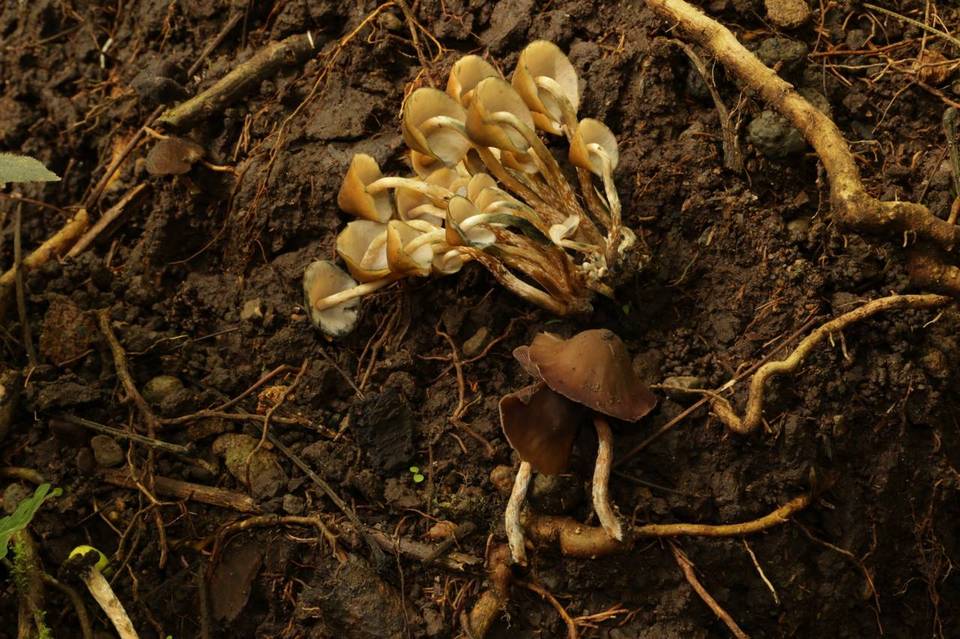 Psilocybe moseri image