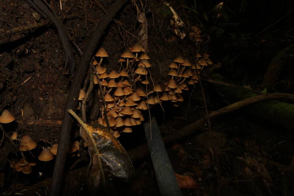 Psilocybe moseri image