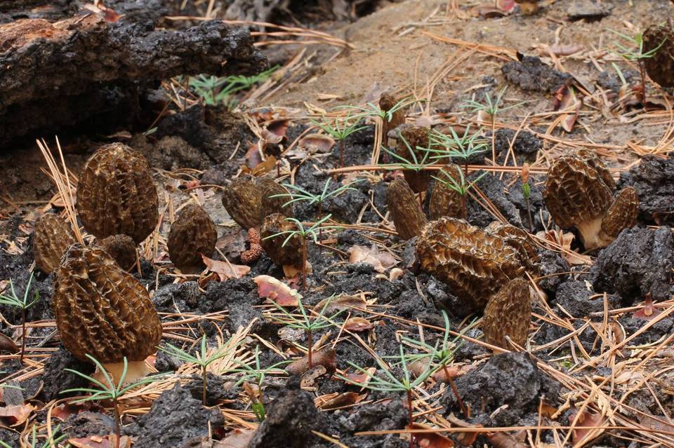 Morchella sextelata image