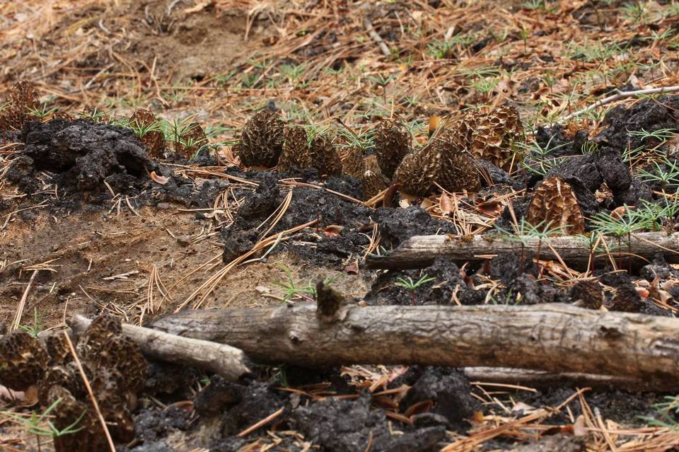 Morchella sextelata image