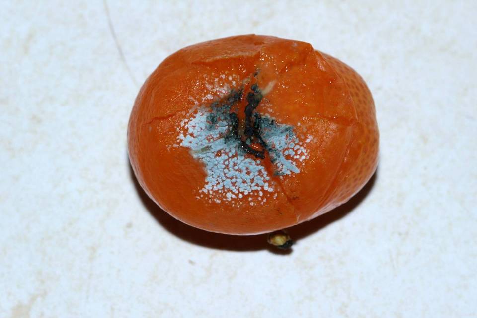 Penicillium italicum image