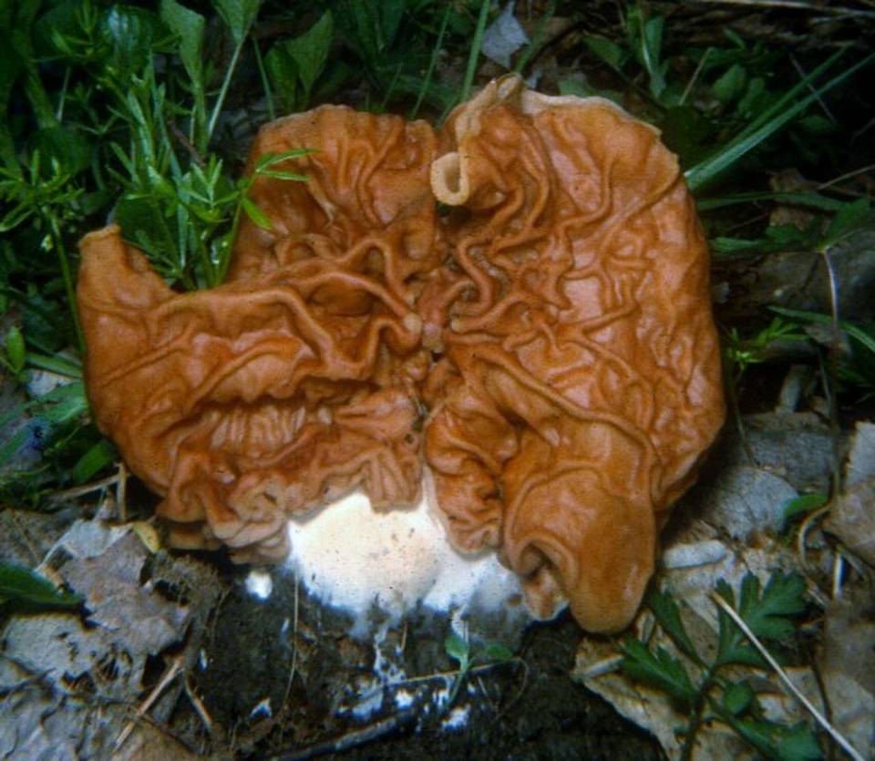Discina brunnea image