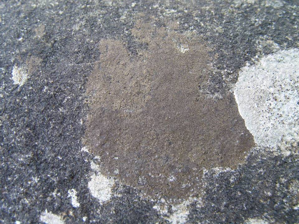 Verrucaria macrostoma f. macrostoma image