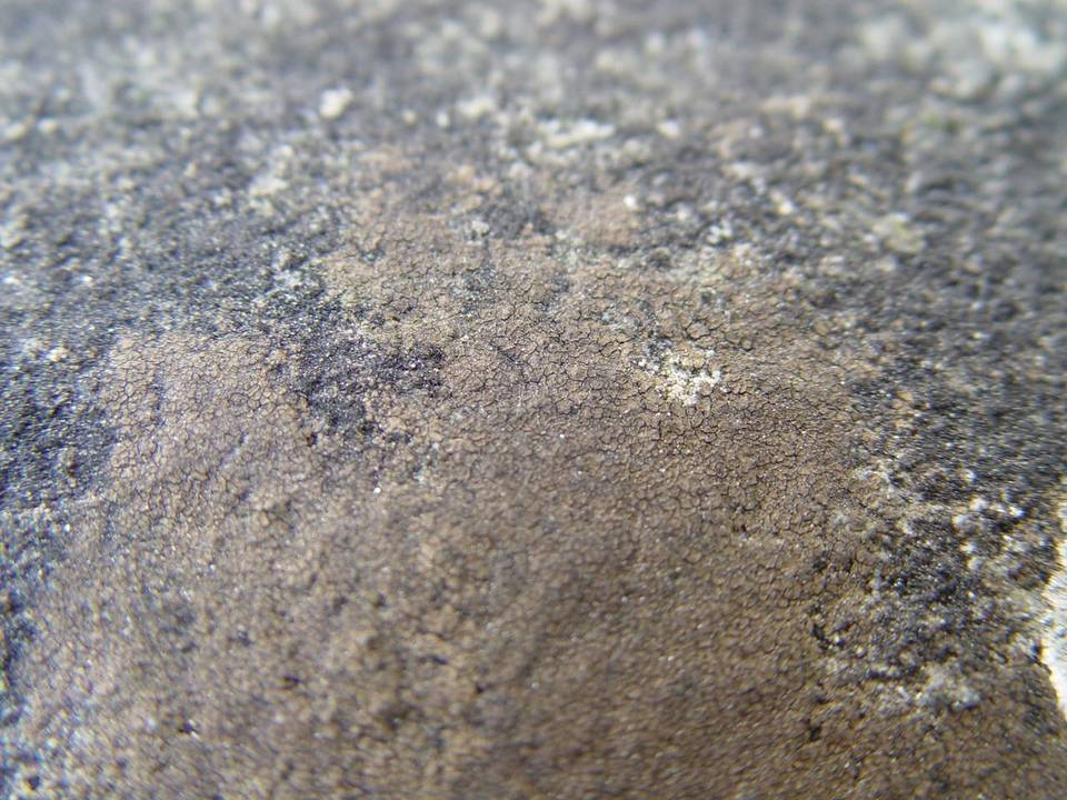 Verrucaria macrostoma f. macrostoma image