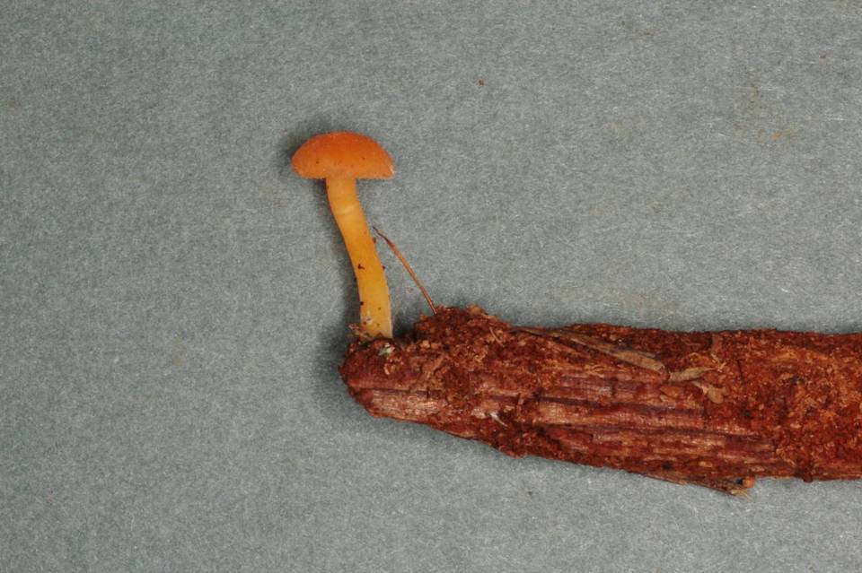 Chrysomphalina aurantiaca image