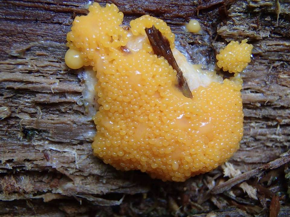Tubulifera arachnoidea image