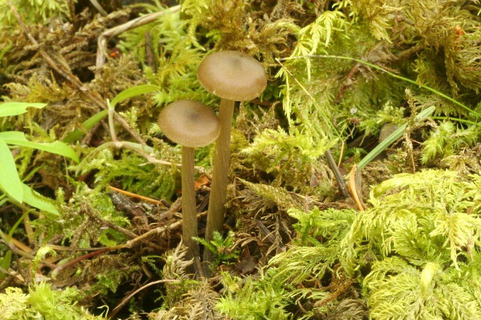 Entoloma ortonii image