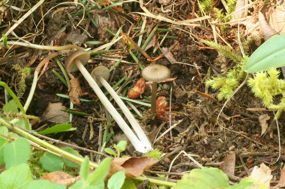 Entoloma ortonii image
