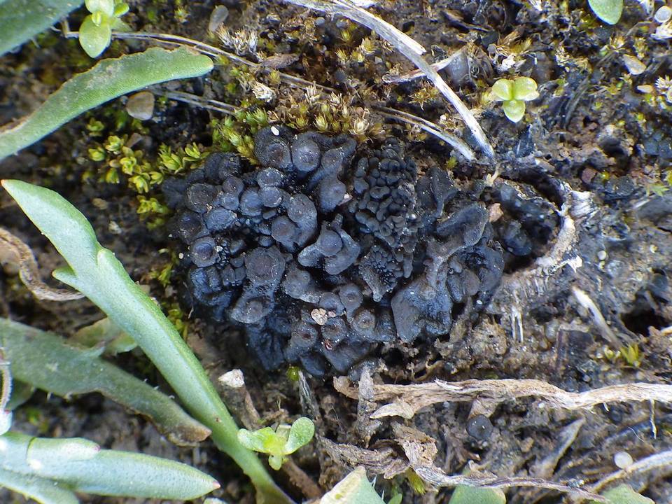 Collema tenax var. tenax image