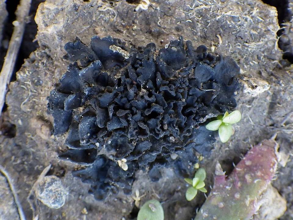 Collema cristatum var. marginale image