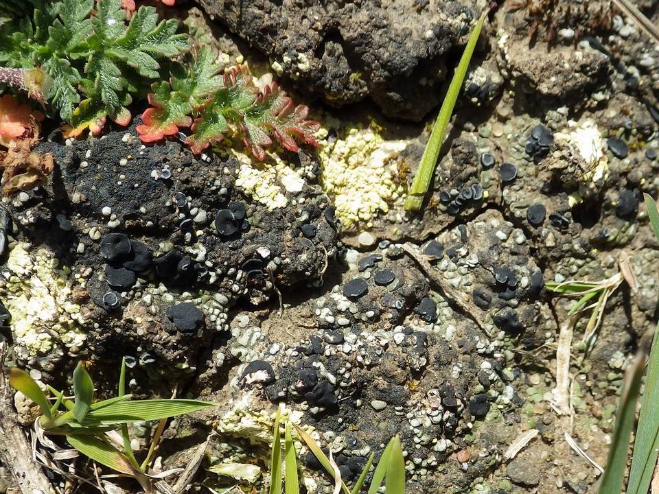 Toninia sedifolia image