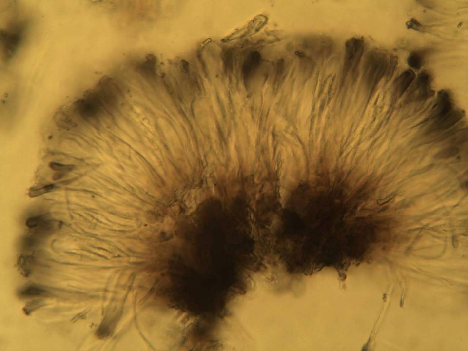 Toninia sedifolia image