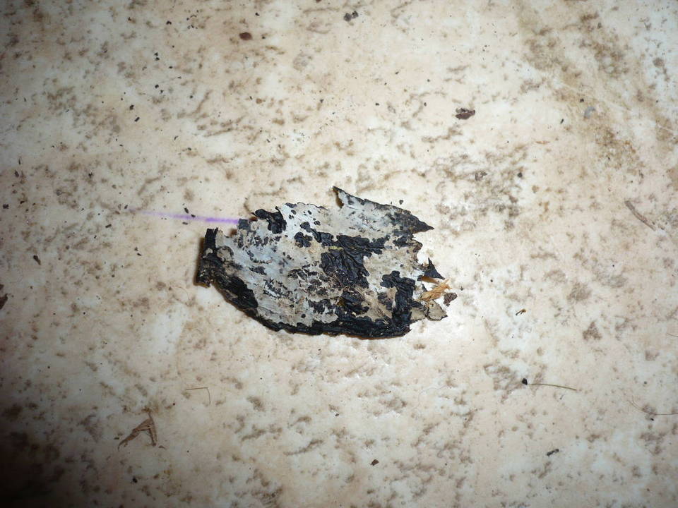 Leptosporomyces fuscostratus image