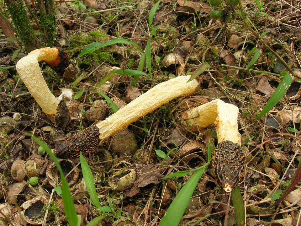 Phallus cinnabarinus image