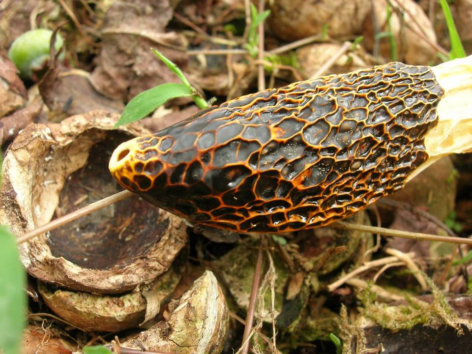 Phallus cinnabarinus image