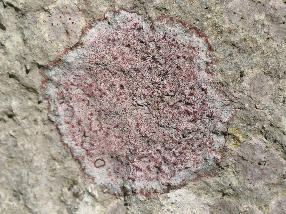 Verrucaria marmorea image