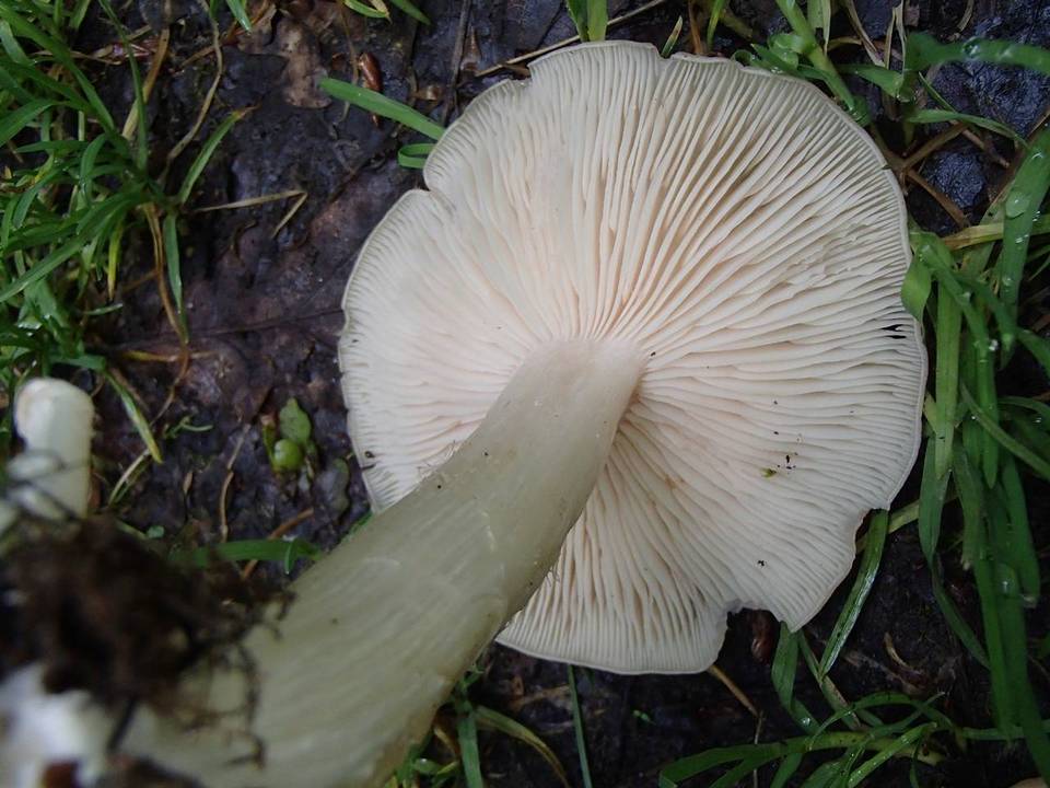 Entoloma saepium image