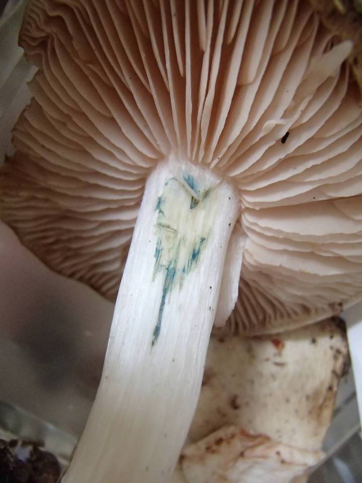 Entoloma saepium image