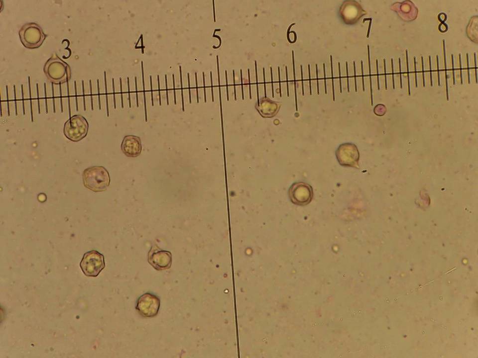 Entoloma saepium image