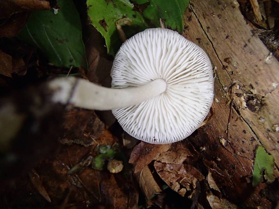 Hydropus subalpinus image