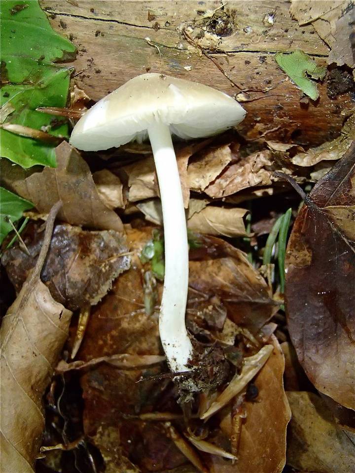 Hydropus subalpinus image