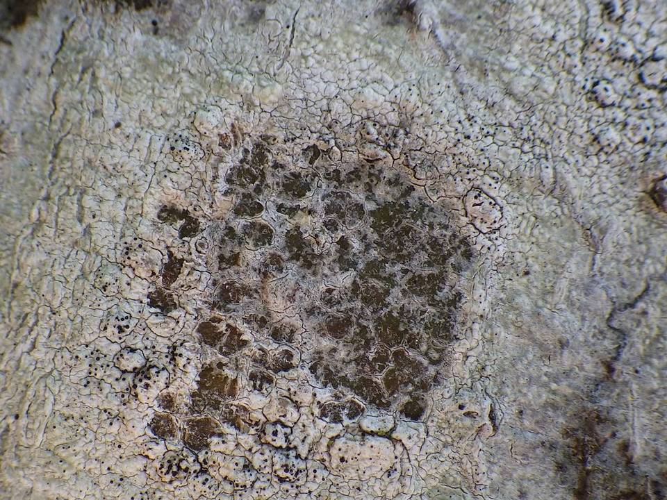 Sclerococcum sphaerale image