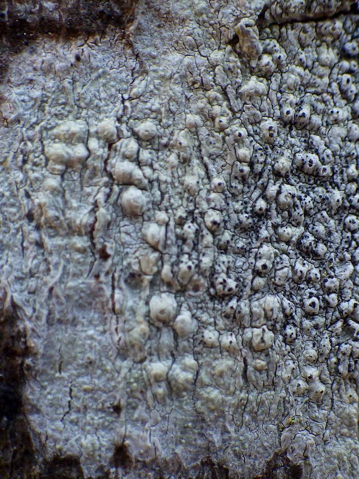 Sclerococcum sphaerale image